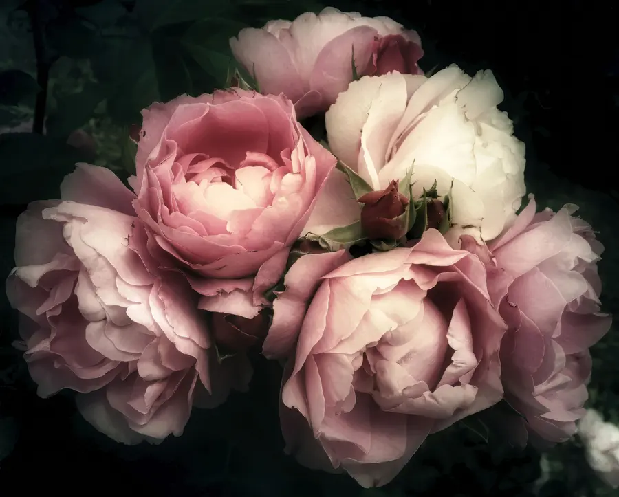 Papier peint photo Pivoines roses fines u08062
