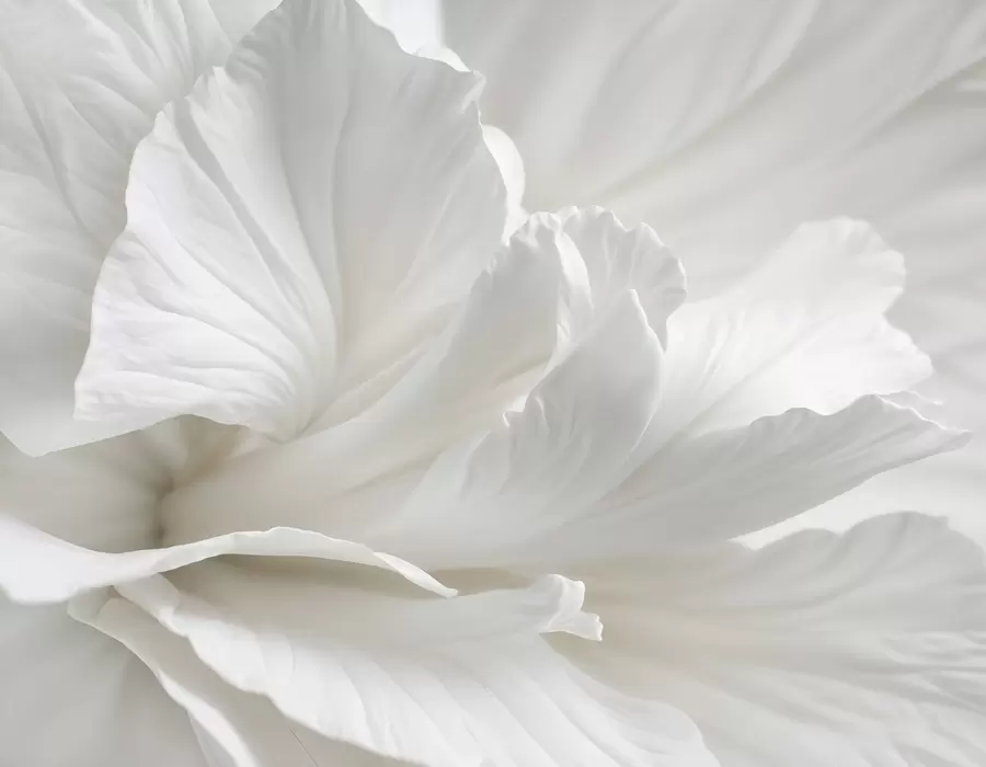 Fotobehang Abstracte minimalistische print van delicate witte bloem met zachte, fluweelachtige bloemblaadjes w08424