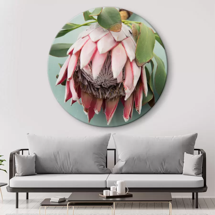  Schilderijen Roze protea r36693
