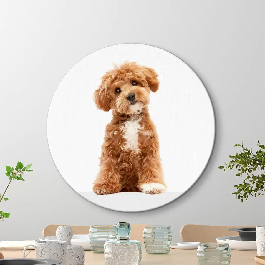  Peintures Un charmant chiot avec une expression intéressante r37750