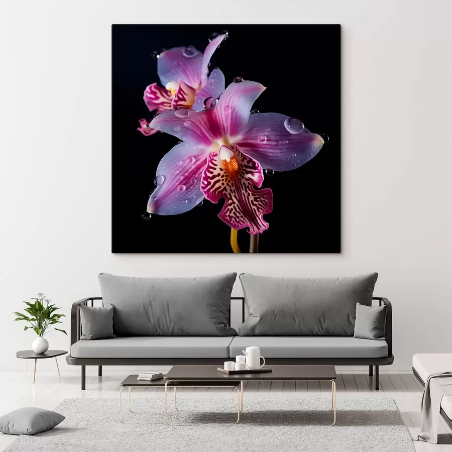  Schilderijen Waterdruppels op orchideeënblaadjes s44356