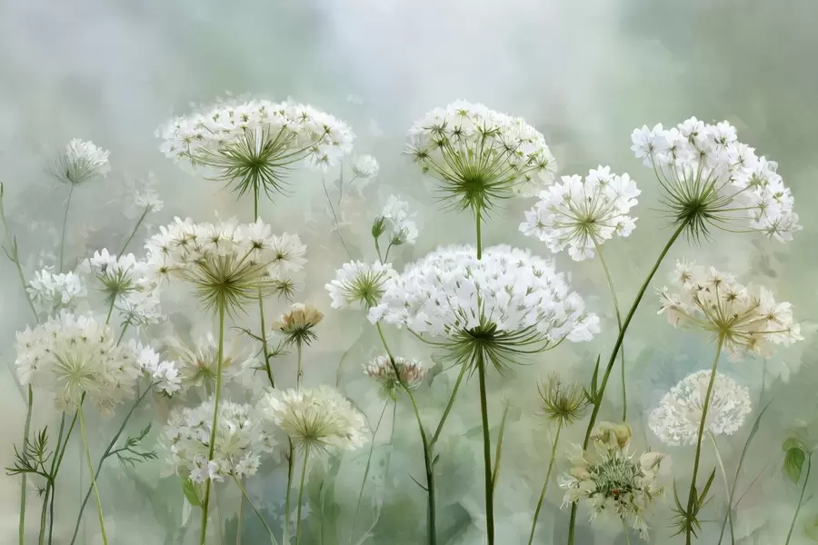 Papier peint photo délicates fleurs sauvages blanches Queen Anne, dans un style pittoresque, tons verts w04313