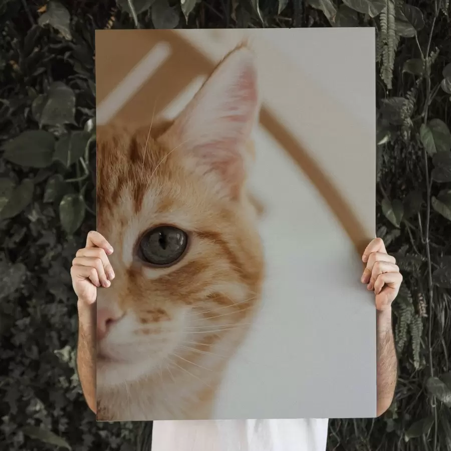  Peintures Photo de votre chat sur toile s47220