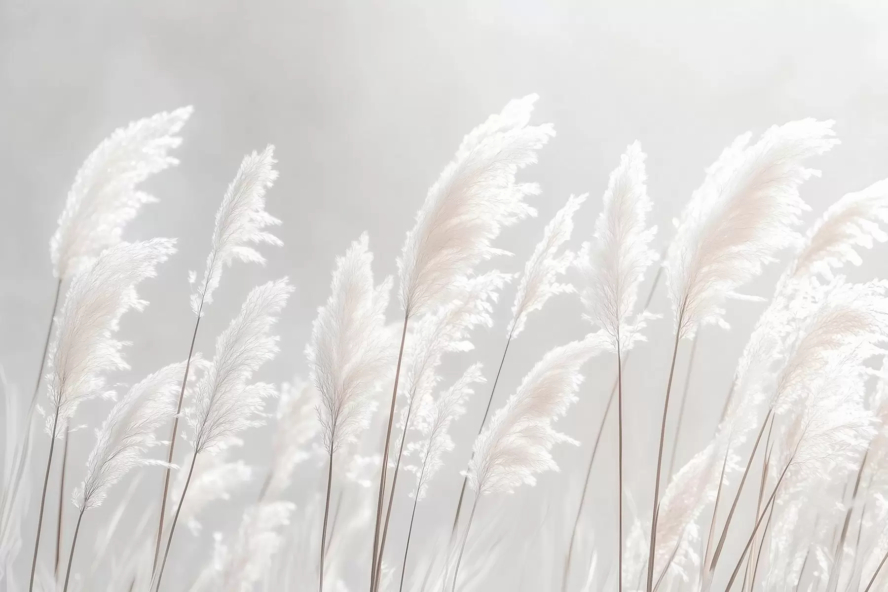 Fotobehang Zacht wit pampagras in het zachte ochtendlicht w09717