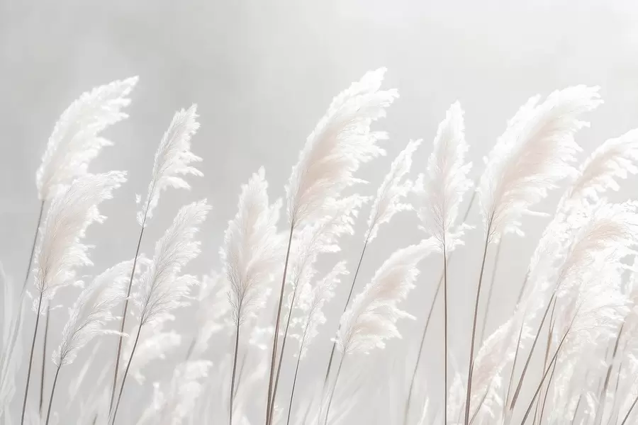 Fotobehang Zacht wit pampagras in het zachte ochtendlicht w09717
