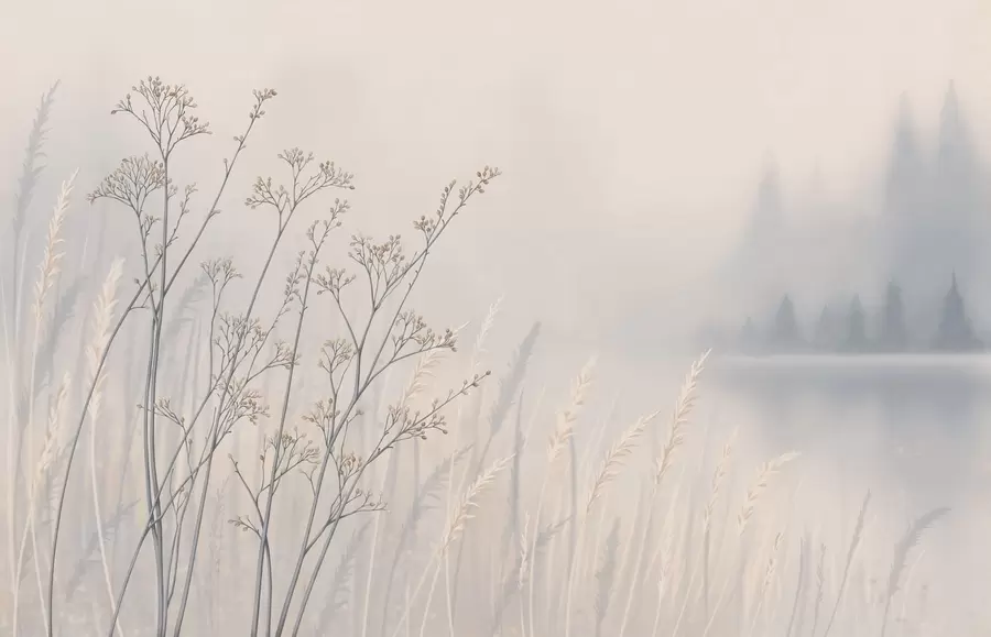 Papier peint photo Herbes des prés au bord de l'eau dans un paysage brumeux w05534