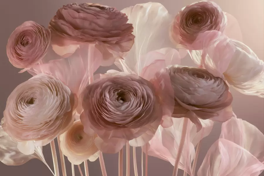 Fotobehang Grote, kunstzinnige ranonkels in zachte roze en crèmekleurige tinten w09921