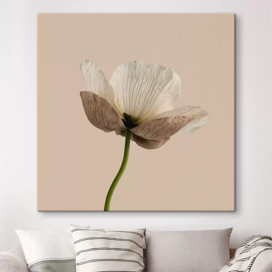  Peintures Fleur délicate aux pétales translucides sur fond beige, dans un style minimaliste s49718