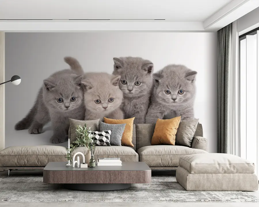 Papier peint photo Œil, chat et carnivore u55076