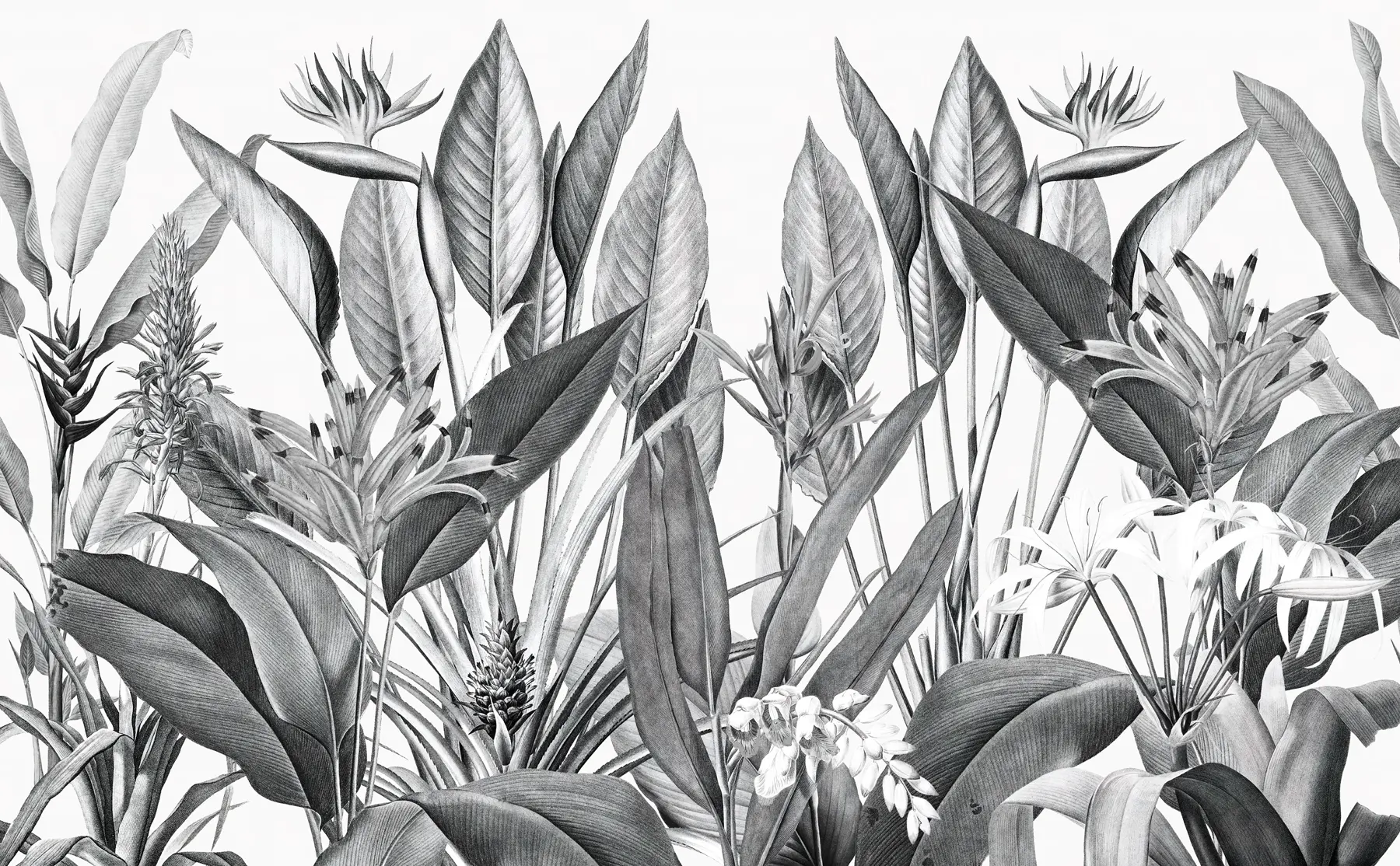 Fotobehang Tropische jungle planten zwart-witte kleur u96833