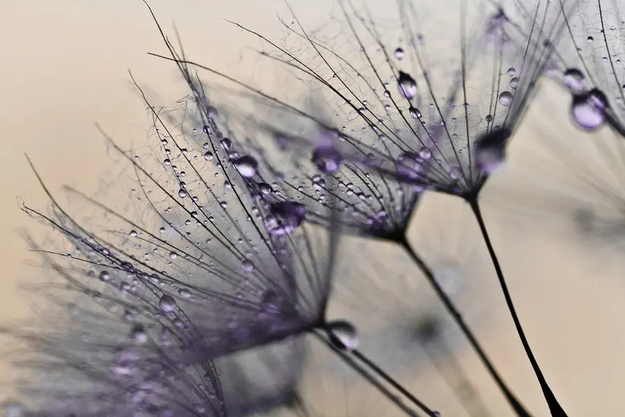 Fotobehang Paardebloemen met paarse waterdruppels u57557v3
