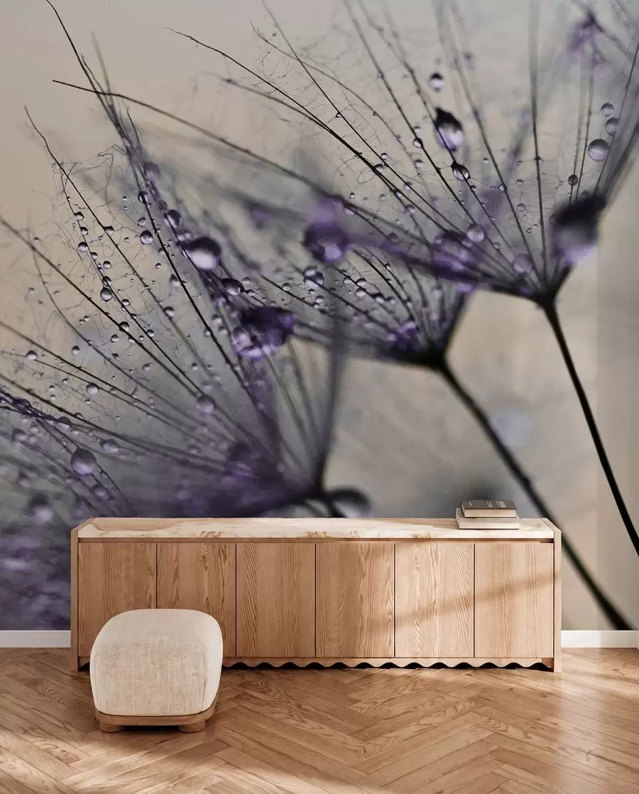 Papier peint photo Pissenlits avec gouttes d'eau violettes u57557v3