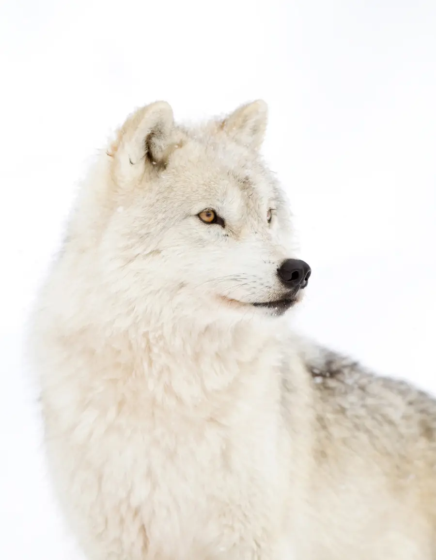 Fotobehang Poolwolf op witte achtergrond u98189