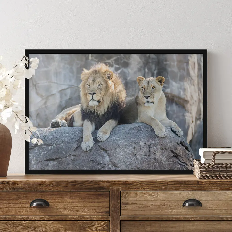 Fotobehang Majestueuze leeuwen rusten vredig samen f15278