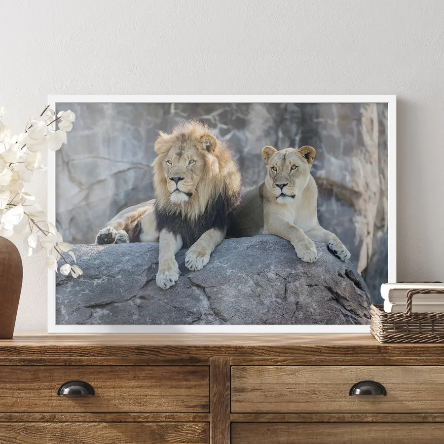 Papier peint photo Des lions majestueux se reposent paisiblement ensemble f15278